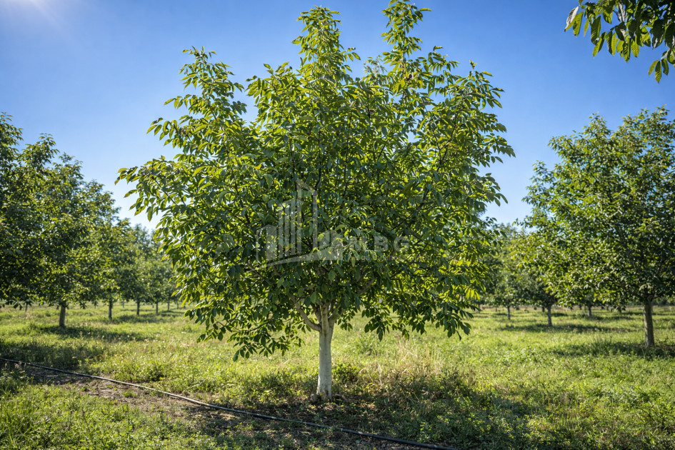 For Sale Walnut orchard Land In Melani, Gurjaani