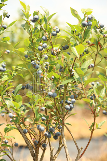 For Sale Blueberry orchard Land In Senaki