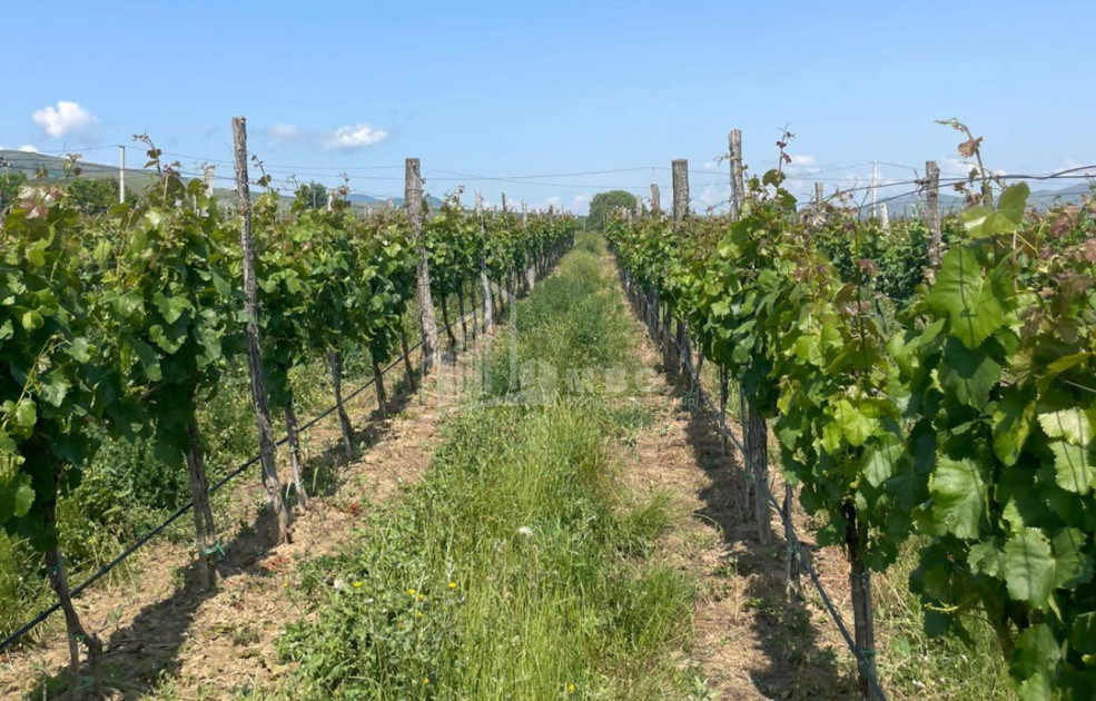 For Sale Chateau / Wine factory Commercial In Does, Kaspi