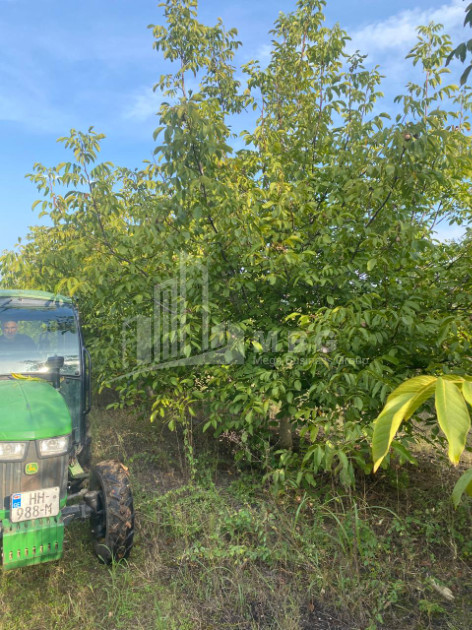 For Sale Walnut orchard Land In Melani, Gurjaani