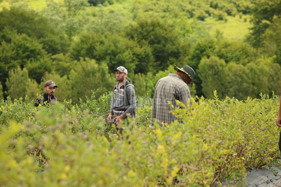 For Sale Blueberry orchard Land In Senaki