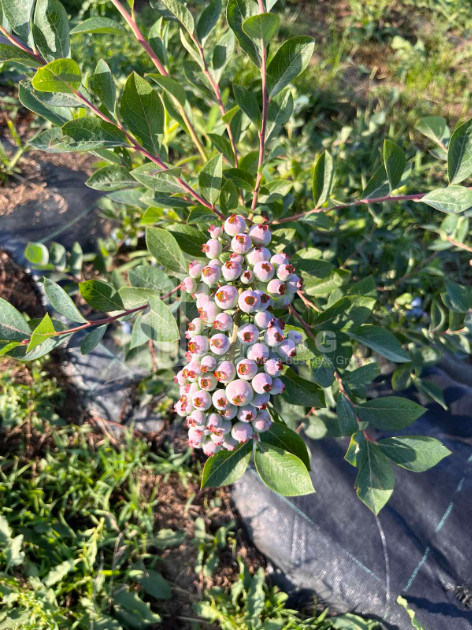 For Sale Blueberry orchard Land In Samegrelo