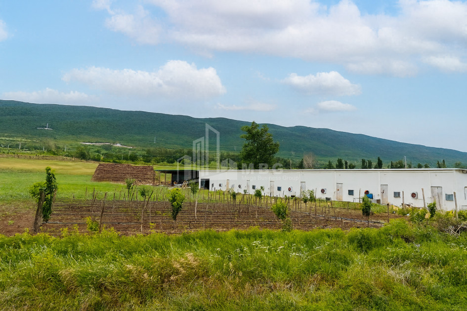 For Sale Mushroom Factory Commercial In Okami, Kaspi