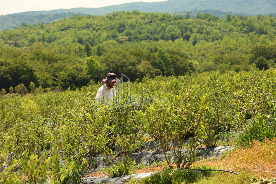 For Sale Blueberry orchard Land In Senaki