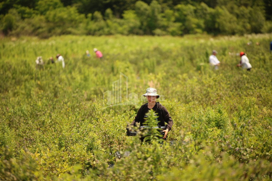 For Sale Blueberry orchard Land In Senaki
