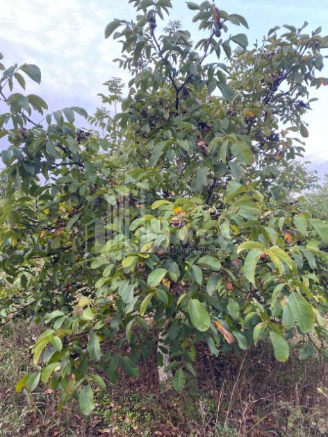 For Sale Walnut orchard Land In Melani, Gurjaani