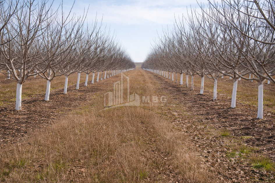 For Sale Walnut orchard Land In Melani, Gurjaani