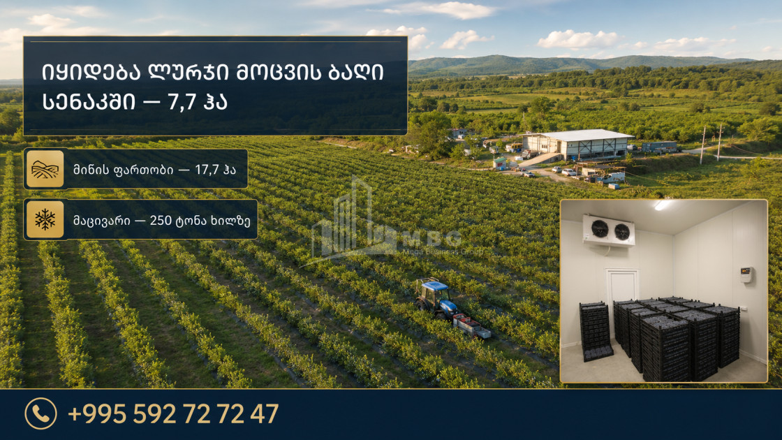 For Sale Blueberry orchard Land In Senaki