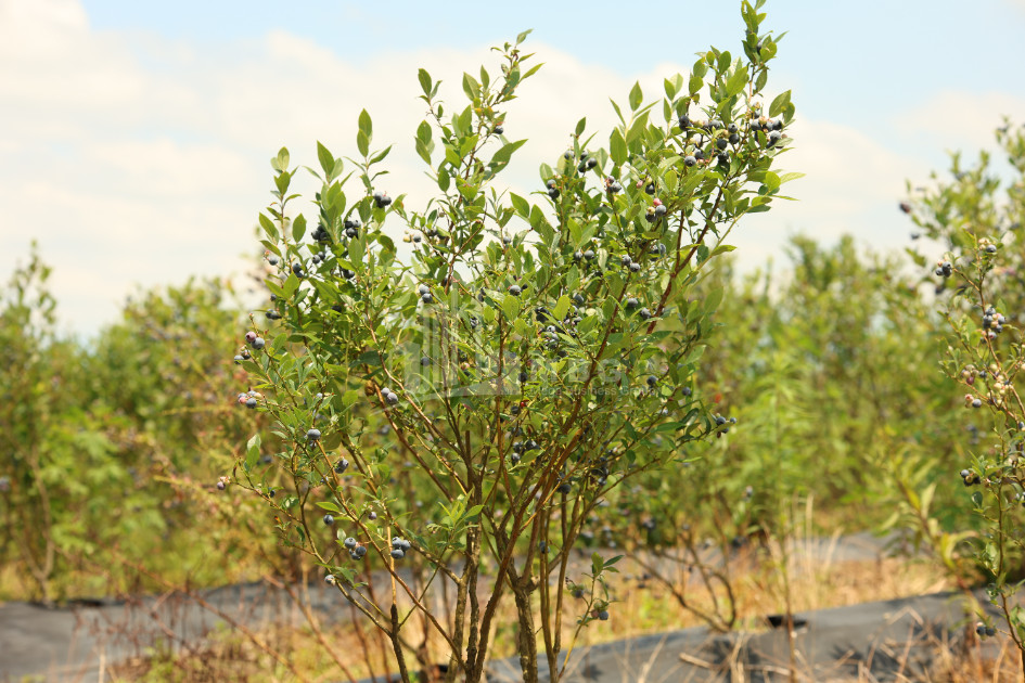 For Sale Blueberry orchard Land In Senaki