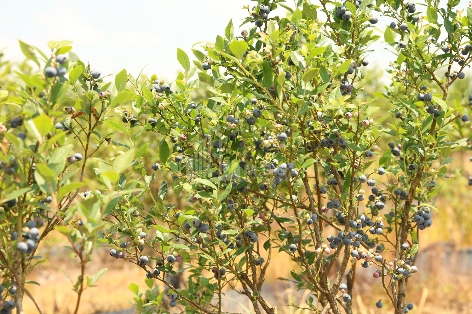 For Sale Blueberry orchard Land In Senaki