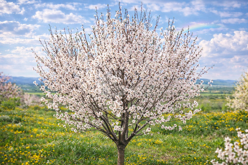 For Sale Walnut orchard Land In Bolnisi