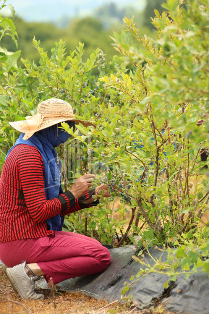 For Sale Blueberry orchard Land In Senaki