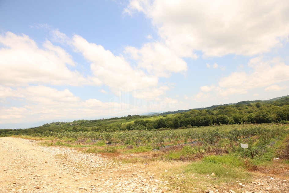 For Sale Blueberry orchard Land In Senaki
