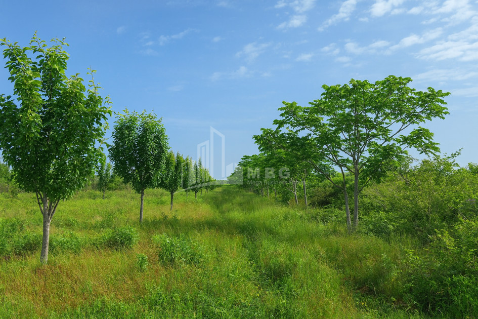 For Sale Orchards Land In Kvemo Shukhuti, Lanchkhuti