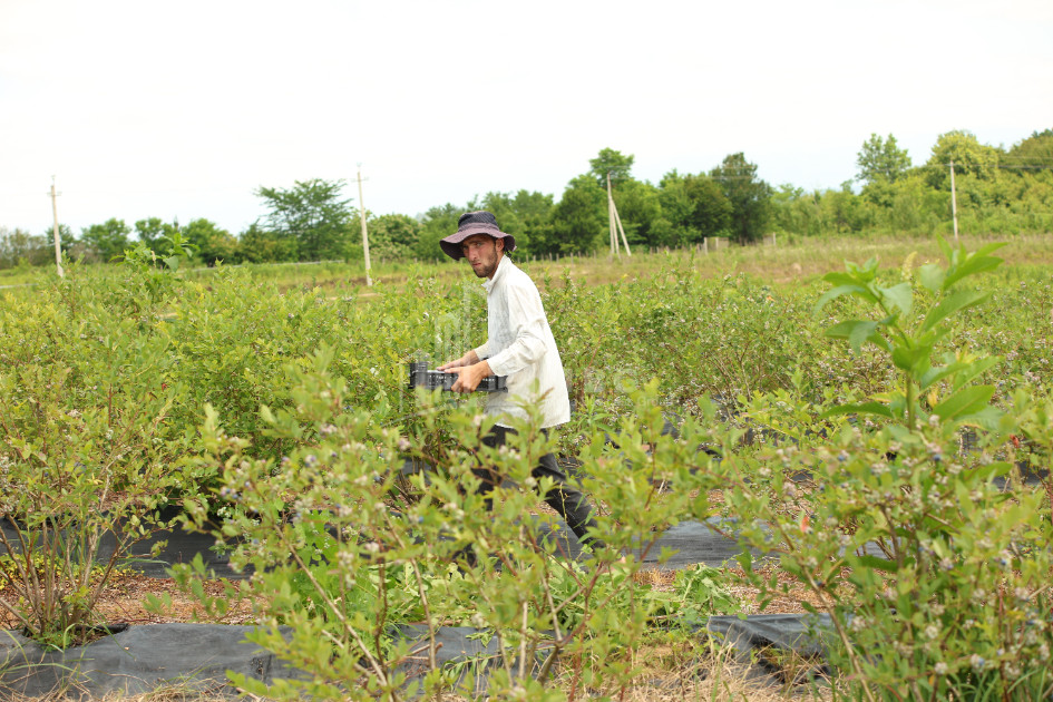 For Sale Blueberry orchard Land In Senaki