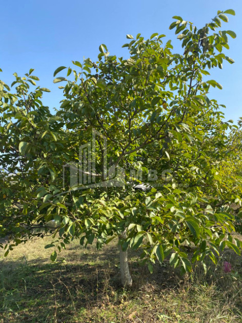 For Sale Walnut orchard Land In Melani, Gurjaani