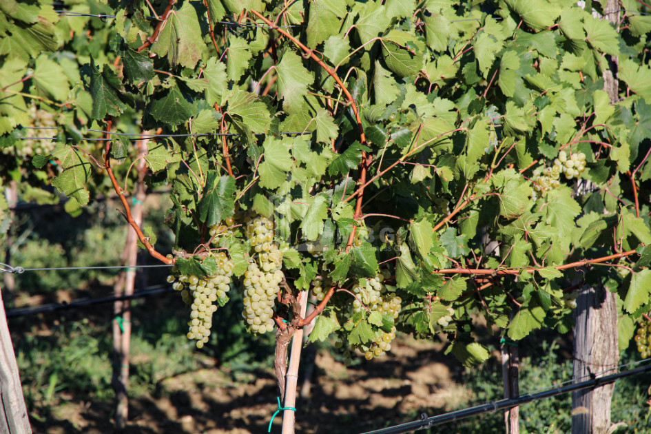 For Sale Chateau / Wine factory Commercial In Does, Kaspi