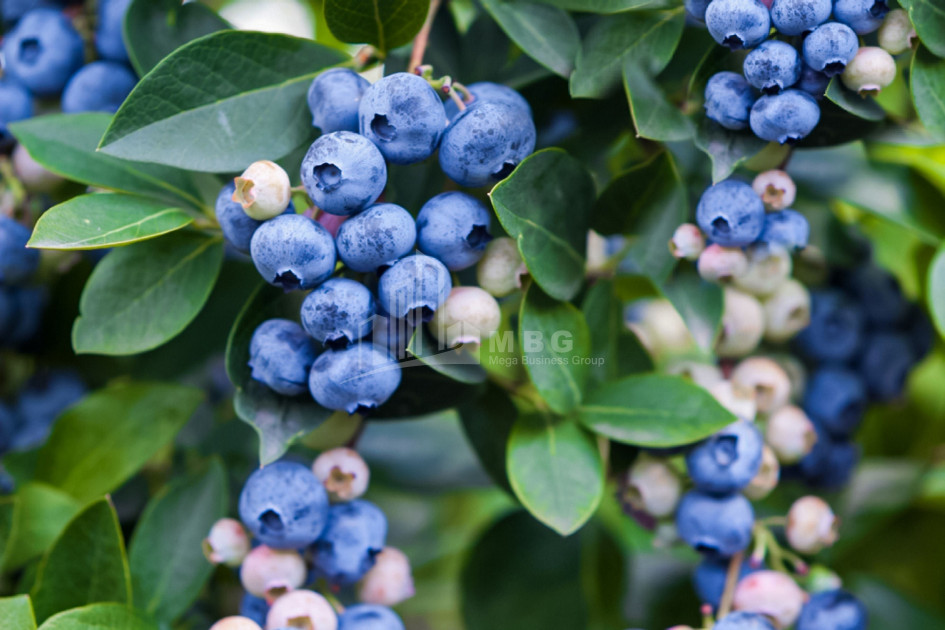 For Sale Blueberry orchard Land In Samegrelo