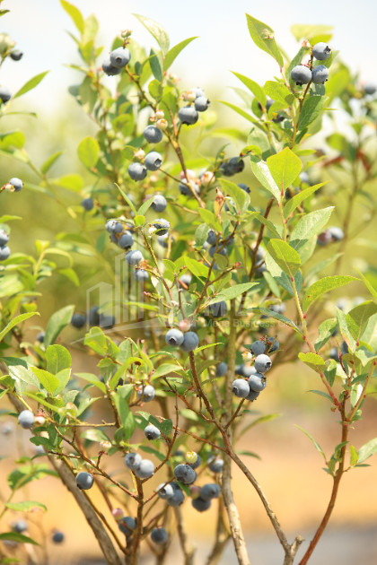 For Sale Blueberry orchard Land In Senaki