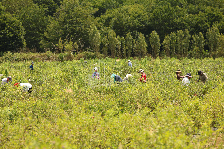 For Sale Blueberry orchard Land In Senaki
