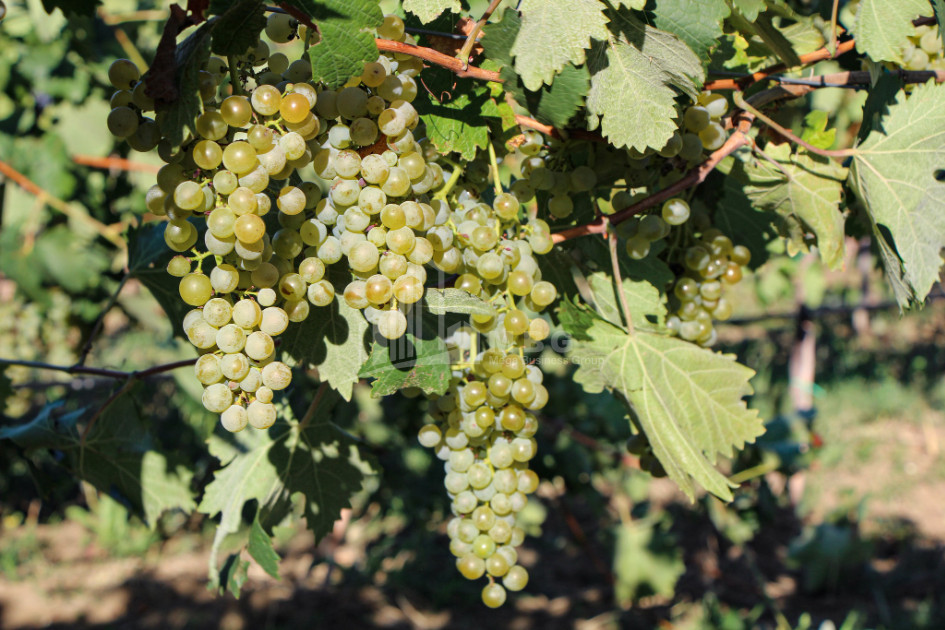For Sale Chateau / Wine factory Commercial In Does, Kaspi