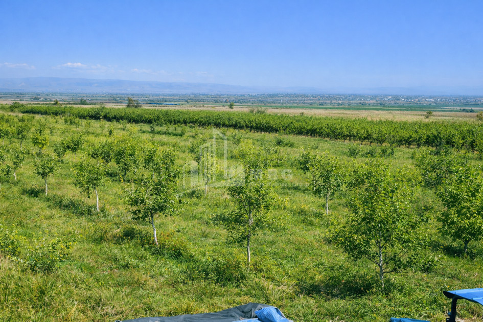 For Sale Orchards Land In the Village Shaumiani, Marneuli