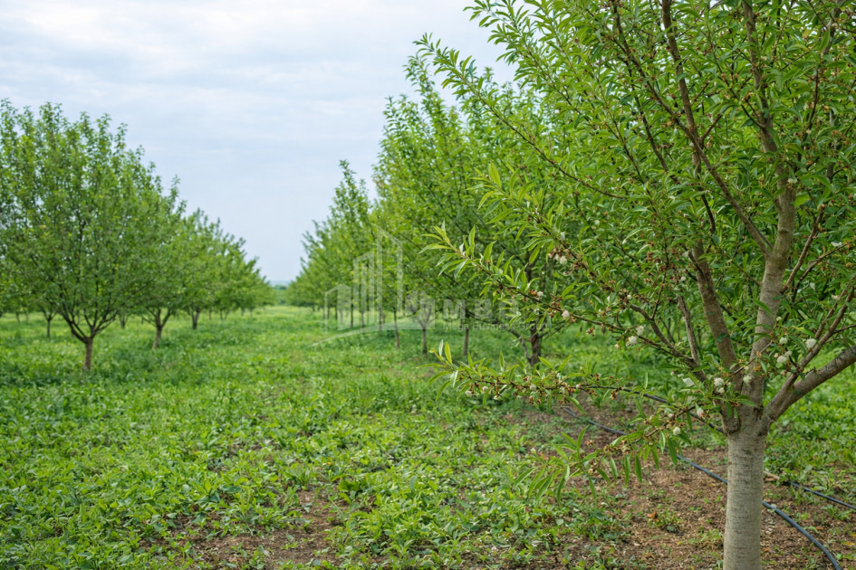 For Sale Walnut orchard Land In Bolnisi