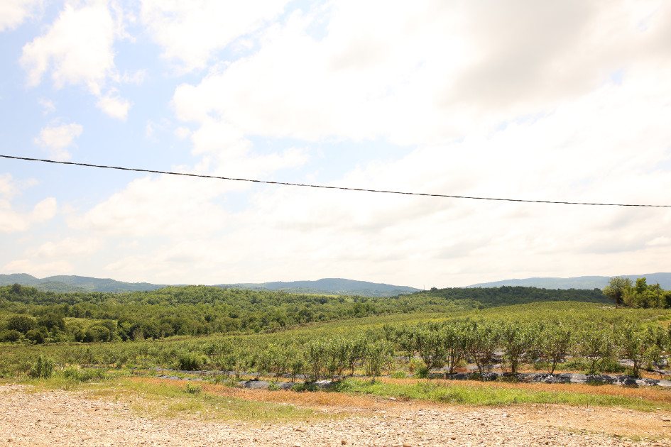 For Sale Blueberry orchard Land In Senaki