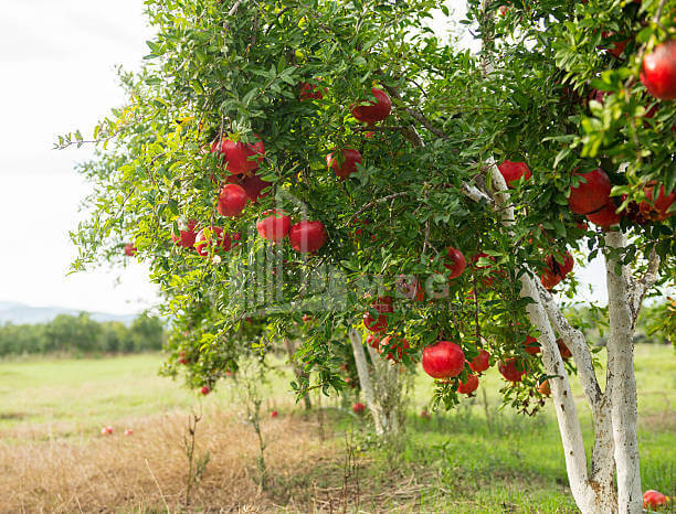 For Sale Orchards Land In the Village Shaumiani, Marneuli