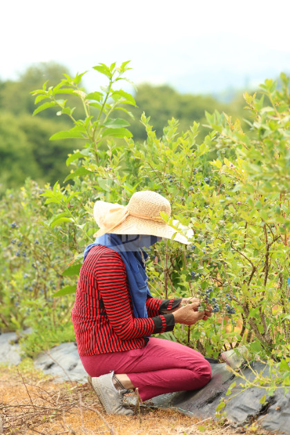 For Sale Blueberry orchard Land In Senaki