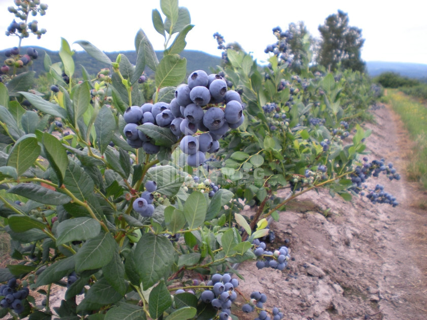 For Sale Blueberry orchard Land In Samegrelo