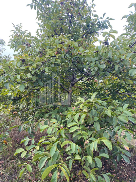 For Sale Walnut orchard Land In Melani, Gurjaani