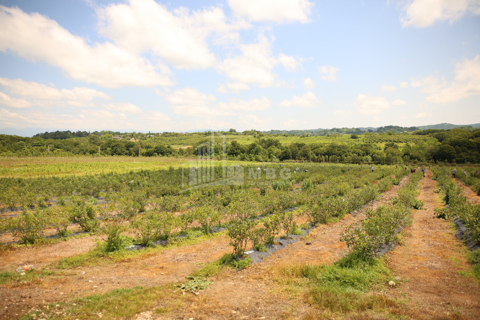 For Sale Blueberry orchard Land In Senaki