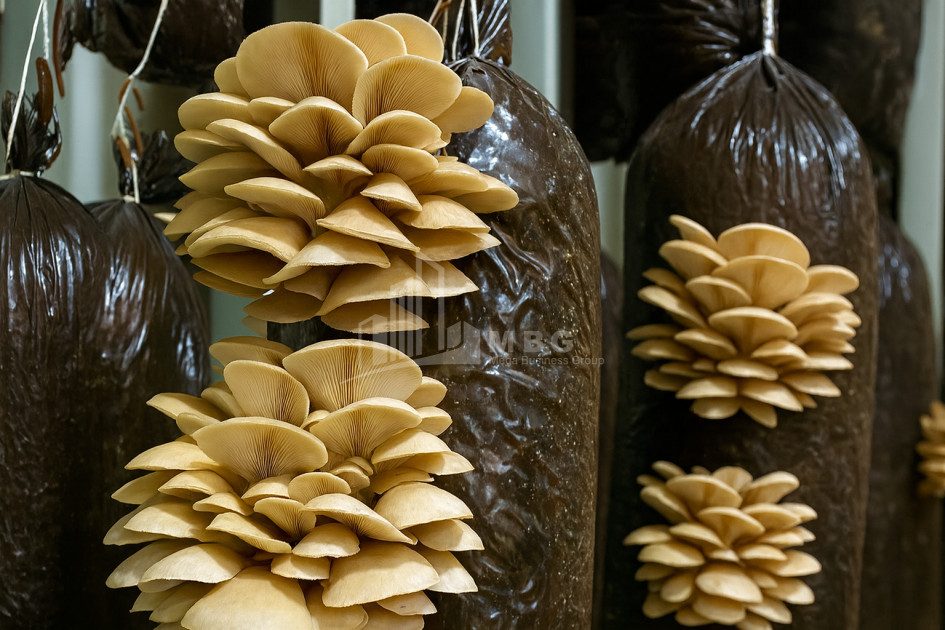 For Sale Mushroom Factory Commercial In Okami, Kaspi