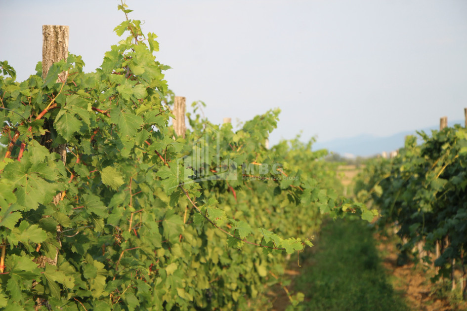 For Sale Chateau / Wine factory Commercial In Does, Kaspi