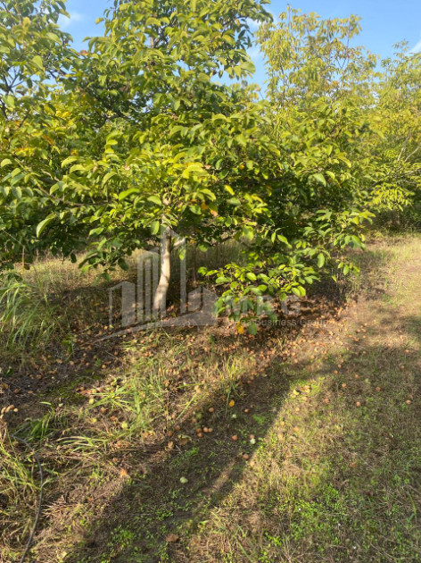 For Sale Walnut orchard Land In Melani, Gurjaani