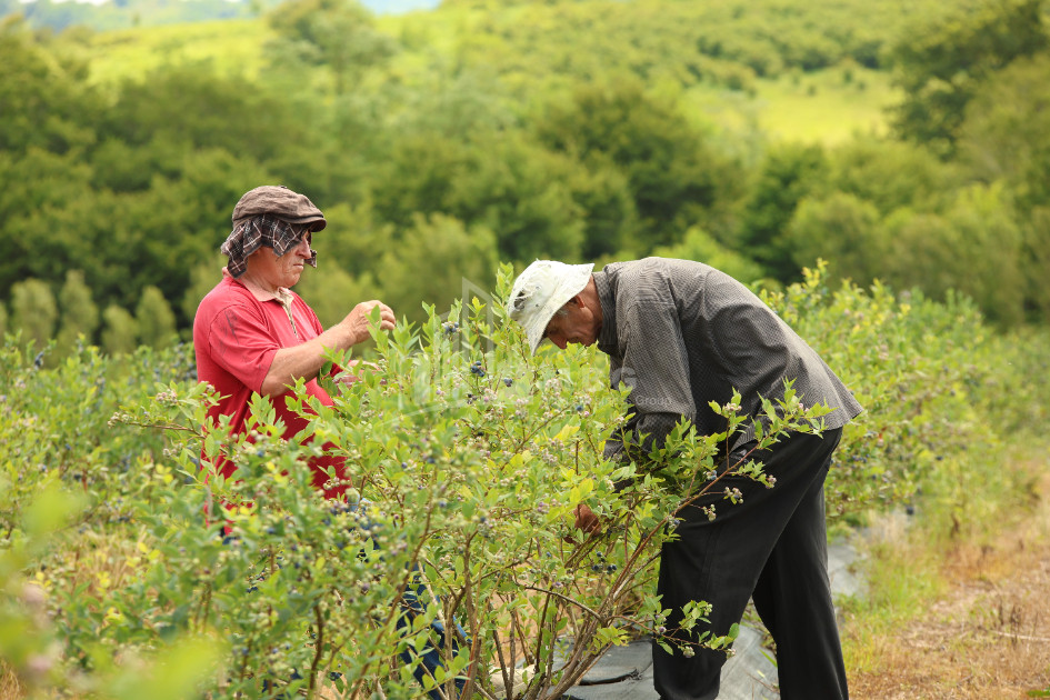 For Sale Blueberry orchard Land In Senaki