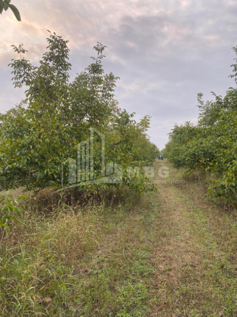 For Sale Walnut orchard Land In Melani, Gurjaani
