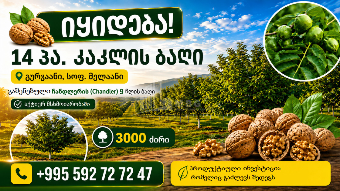 For Sale Walnut orchard Land In Melani, Gurjaani