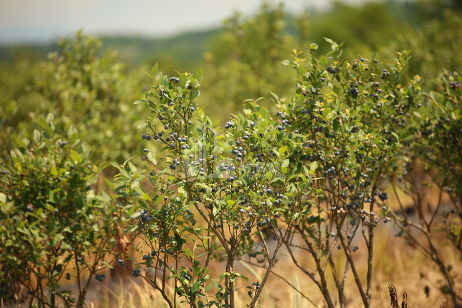 For Sale Blueberry orchard Land In Senaki