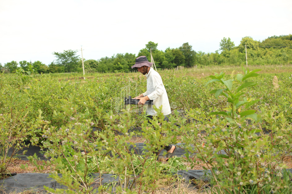 For Sale Blueberry orchard Land In Senaki