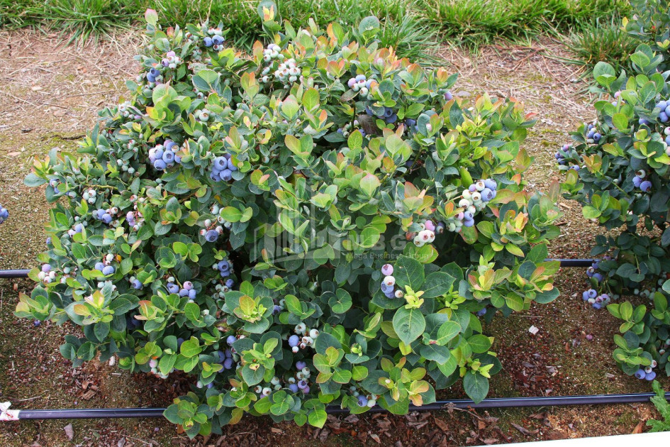 For Sale Blueberry orchard Land In Samegrelo