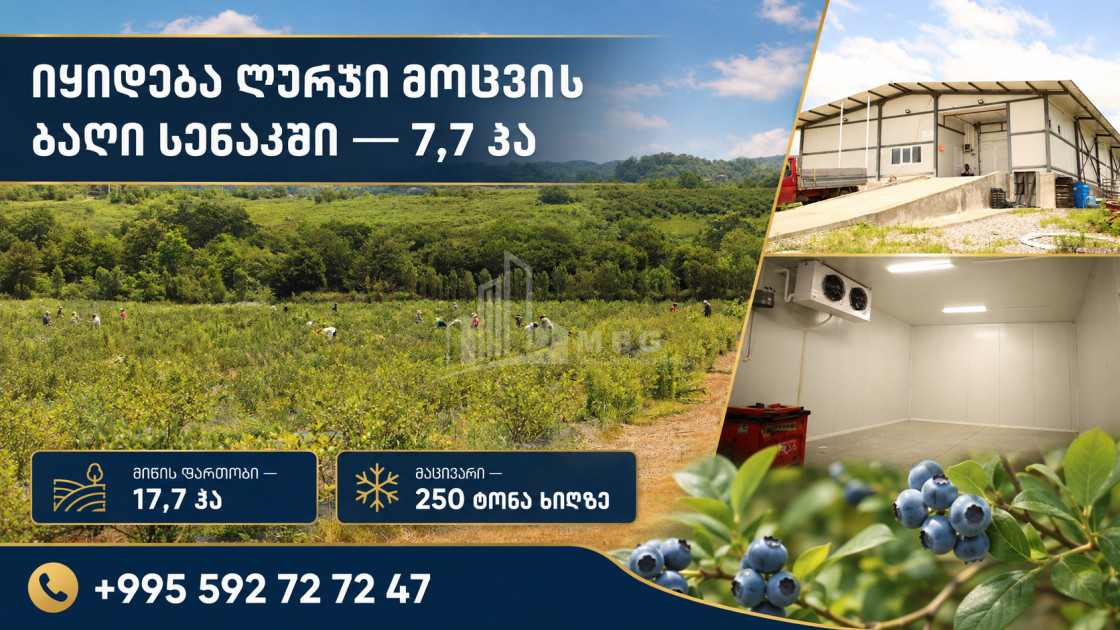 For Sale Blueberry orchard Land In Senaki