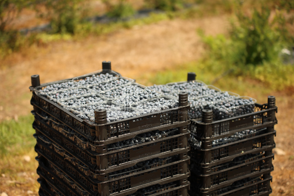 For Sale Blueberry orchard Land In Senaki