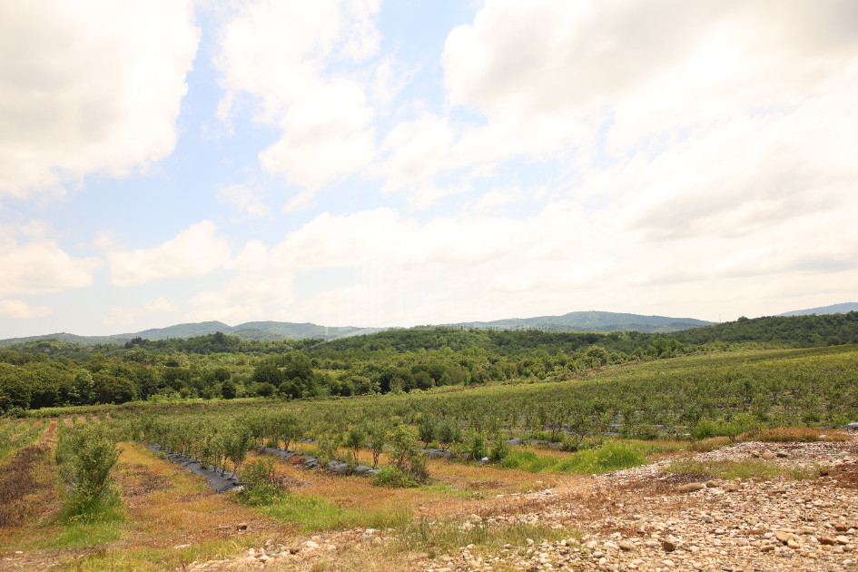 For Sale Blueberry orchard Land In Senaki