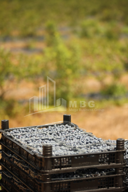 For Sale Blueberry orchard Land In Senaki