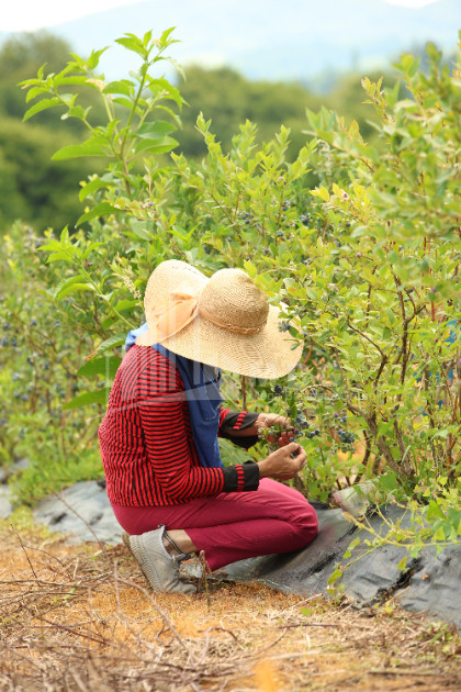For Sale Blueberry orchard Land In Senaki