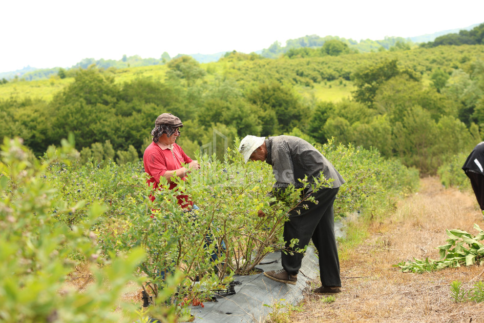 For Sale Blueberry orchard Land In Senaki
