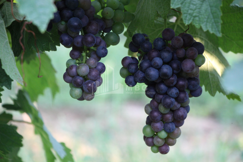 For Sale Chateau / Wine factory Commercial In Does, Kaspi