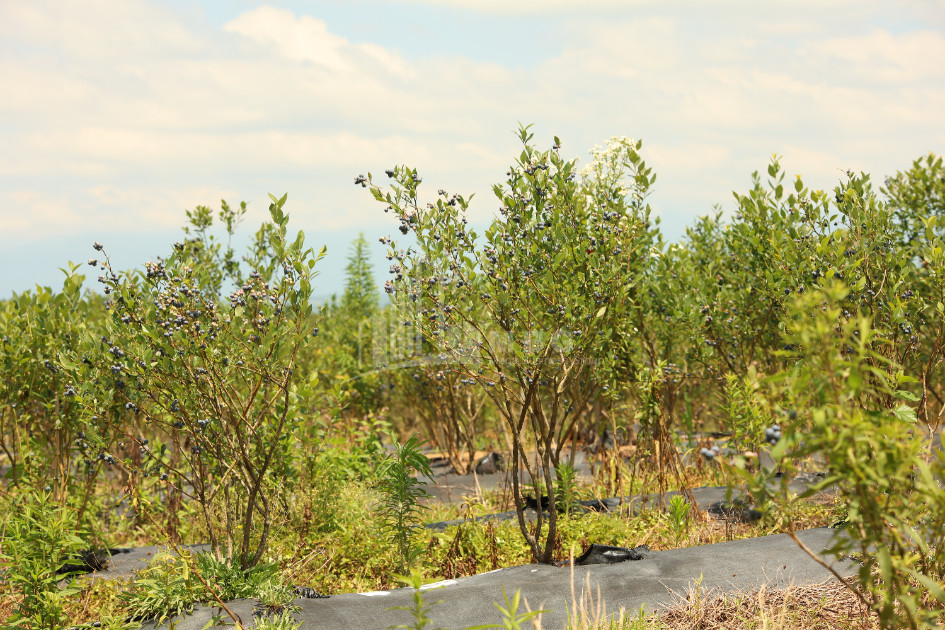 For Sale Blueberry orchard Land In Senaki